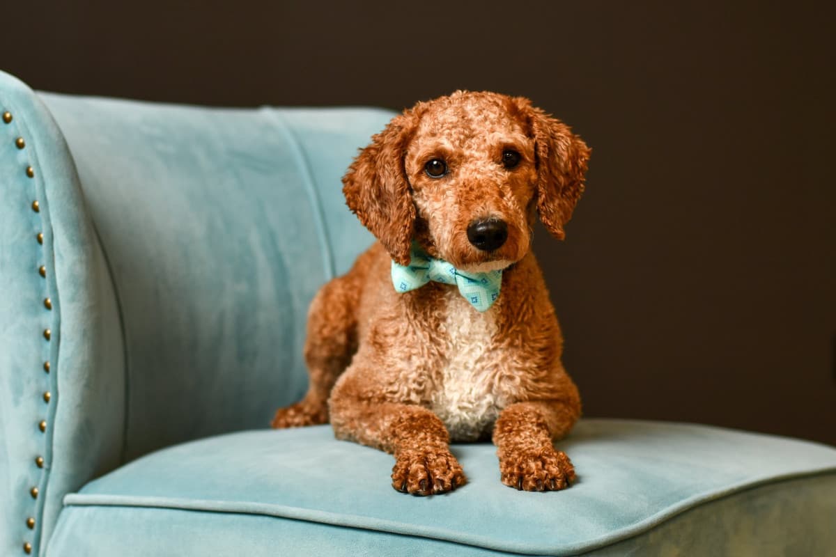 Columbus Photographer's Program Pairs High School Seniors with Rescue Dogs to Boost Adoptions Through Professional Portraits